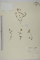 阿里山繁縷藏品圖，第1張