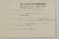 阿里山繁縷藏品圖，第2張