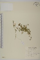 阿里山繁縷藏品圖，第1張