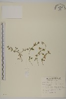 阿里山繁縷藏品圖，第1張