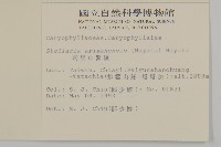 阿里山繁縷藏品圖，第2張