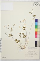 臺灣唐松草、臺灣鐵大烏藏品圖，第1張