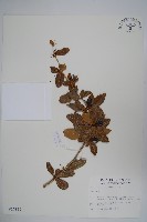 臺灣小蘗藏品圖，第1張