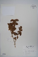 臺灣小蘗藏品圖，第1張