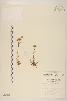 玉山飛蓬藏品圖，第1張