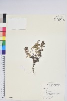 高山白珠樹藏品圖，第1張