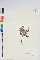 高山白珠樹藏品圖，第1張