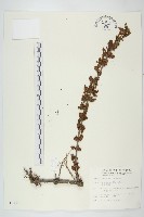 臺灣馬桑藏品圖，第1張