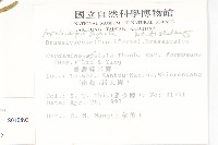 玉山筷子芥藏品圖，第2張