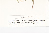 玉山筷子芥藏品圖，第3張