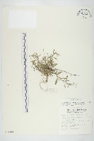 玉山筷子芥藏品圖，第1張