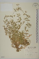 狗筋蔓藏品圖，第1張