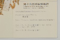 狗筋蔓藏品圖，第2張