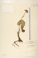 臺灣款冬藏品圖，第1張