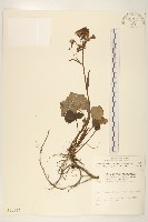 臺灣款冬藏品圖，第1張