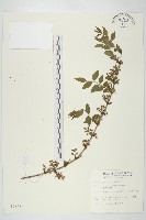 臺灣馬桑藏品圖，第1張