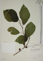 牛乳榕藏品圖，第1張