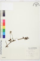 繡球藤藏品圖，第2張