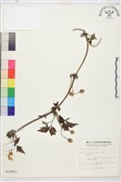 繡球藤藏品圖，第2張