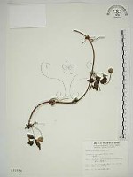 繡球藤藏品圖，第1張