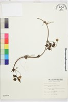 繡球藤藏品圖，第2張