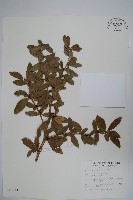 臺灣小蘗藏品圖，第1張