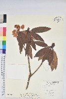 玉山杜鵑藏品圖，第1張