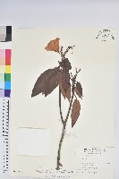 玉山杜鵑藏品圖，第1張