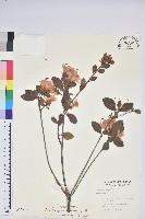 南澳杜鵑藏品圖，第1張