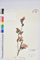 南澳杜鵑藏品圖，第1張