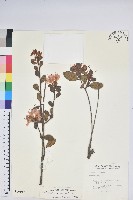 南澳杜鵑藏品圖，第1張