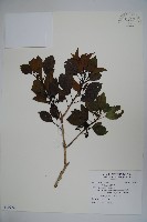 苦懸鉤子藏品圖，第1張