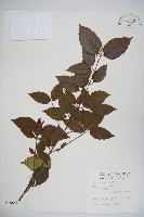 呂宋莢迷藏品圖，第1張