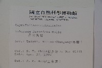 呂宋莢迷藏品圖，第2張