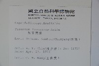 呂宋莢迷藏品圖，第2張