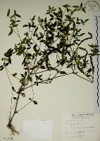 爵床藏品圖，第1張