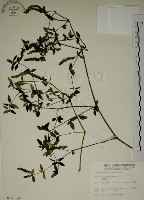 爵床藏品圖，第1張