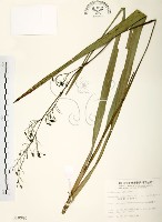 桔梗蘭藏品圖，第1張