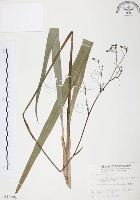 桔梗蘭藏品圖，第1張