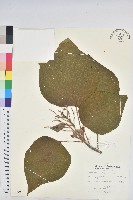 野桐藏品圖，第1張