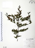 燈稱花、烏雞骨藏品圖，第1張