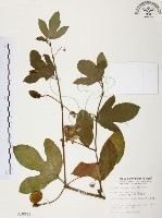 西番蓮、百香果藏品圖，第1張