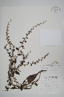 盾果草藏品圖，第1張