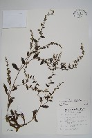 盾果草藏品圖，第1張