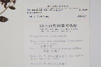 盾果草藏品圖，第2張