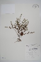 細纍子草藏品圖，第1張