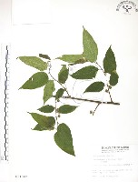 小構樹藏品圖，第1張