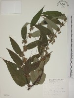 山黃麻藏品圖，第1張