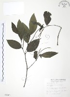 風藤藏品圖，第1張