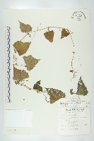 黑果馬交兒藏品圖，第1張